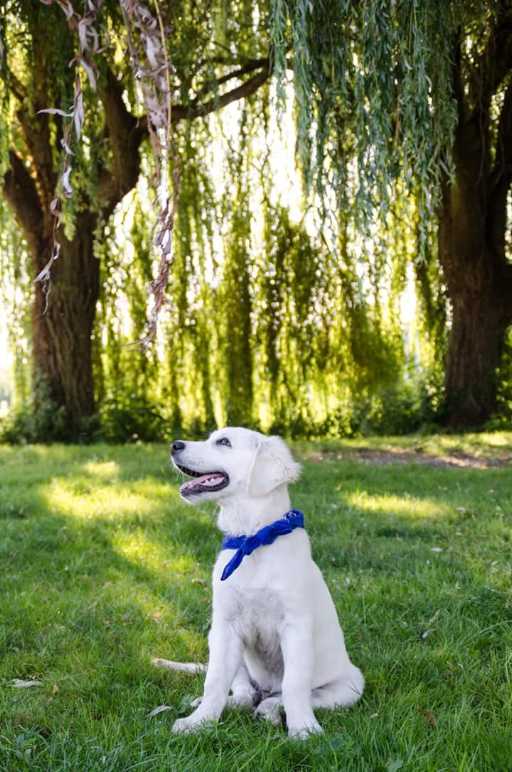 Golden retriever